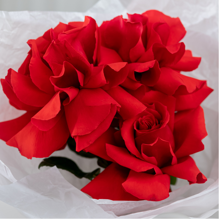 3 Французских роз (сорт Нина)