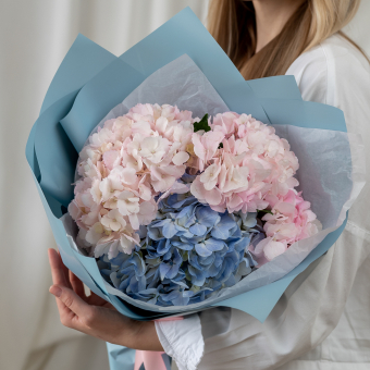 3 гортензии микс