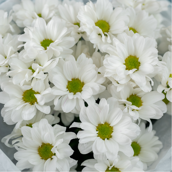3 белых хризантемы (сорт Бакарди)
